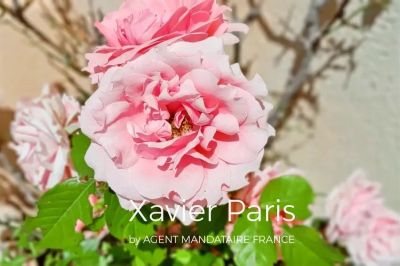 Vente Maison Cabrières-d'Aigues - Réf. 10717  - Mandataire immobilier Xavier Paris - image 5