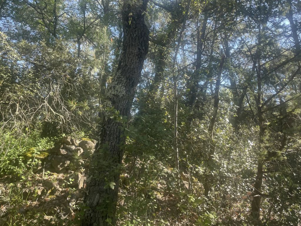 Vente Vente Terrain inconstructible Lorgues - Réf. 10907  - Mandataire immobilier Sylvie Geler - image 1