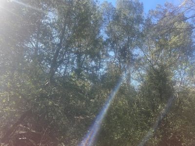 Vente Terrain Lorgues - Réf. 10908  - Mandataire immobilier Sylvie Geler - image 2