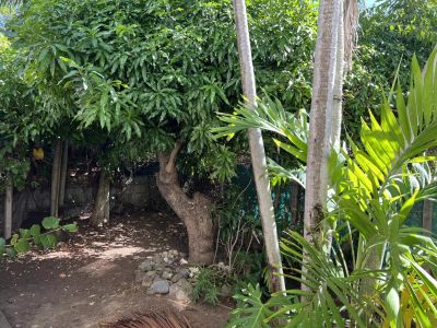 Vente Maison Basse-Terre - Réf. 10893  - Mandataire immobilier Carole Guerini - image 11