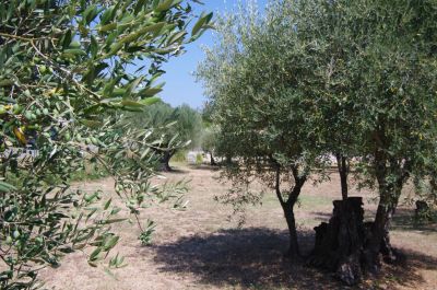 Vente Terrain Lorgues - Réf. 10522  - Mandataire immobilier Régine Finistre - image 3