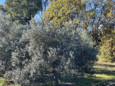 Vente Terrain constructible Lorgues - Réf. 11946  - Mandataire immobilier Sylvie Geler - image 2