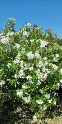 Vente Maison Bouc-Bel-Air - Réf. 11240  - Mandataire immobilier Xavier Paris - image 8