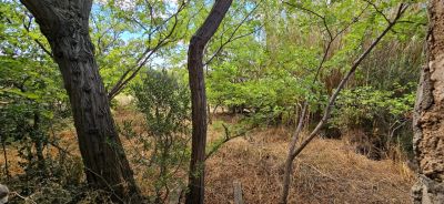 La Palme 11480 – Local commercial