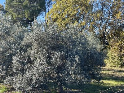 Vente Terrain constructible Lorgues - Réf. 12119  - Mandataire immobilier Sylvie Geler - image 2