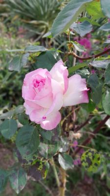 Vente Maison Saint-Maximin-la-Sainte-Baume - Réf. 11066  - Mandataire immobilier Xavier Paris - image 26