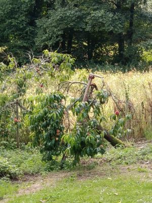 Vente Maison Lassy - Réf. 12032  - Mandataire immobilier Stéphane Fogel - image 33