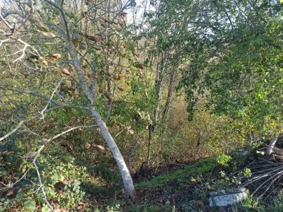 Vente Terrain inconstructible Les Martres-d'Artière - Réf. 12155  - Mandataire immobilier Thierry Dagba - image 3