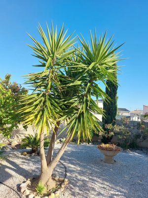 Vente Villa La Palme - Réf. 12280  - Mandataire immobilier Brigitte Hirn - image 20