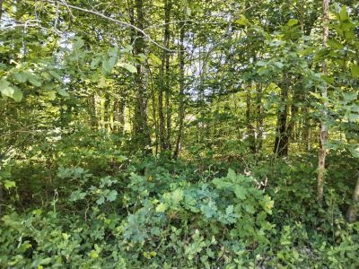 Vente Terrain constructible Bazoches-sur-le-Betz - Réf. 12741  - Mandataire immobilier Marie Butet - image 3
