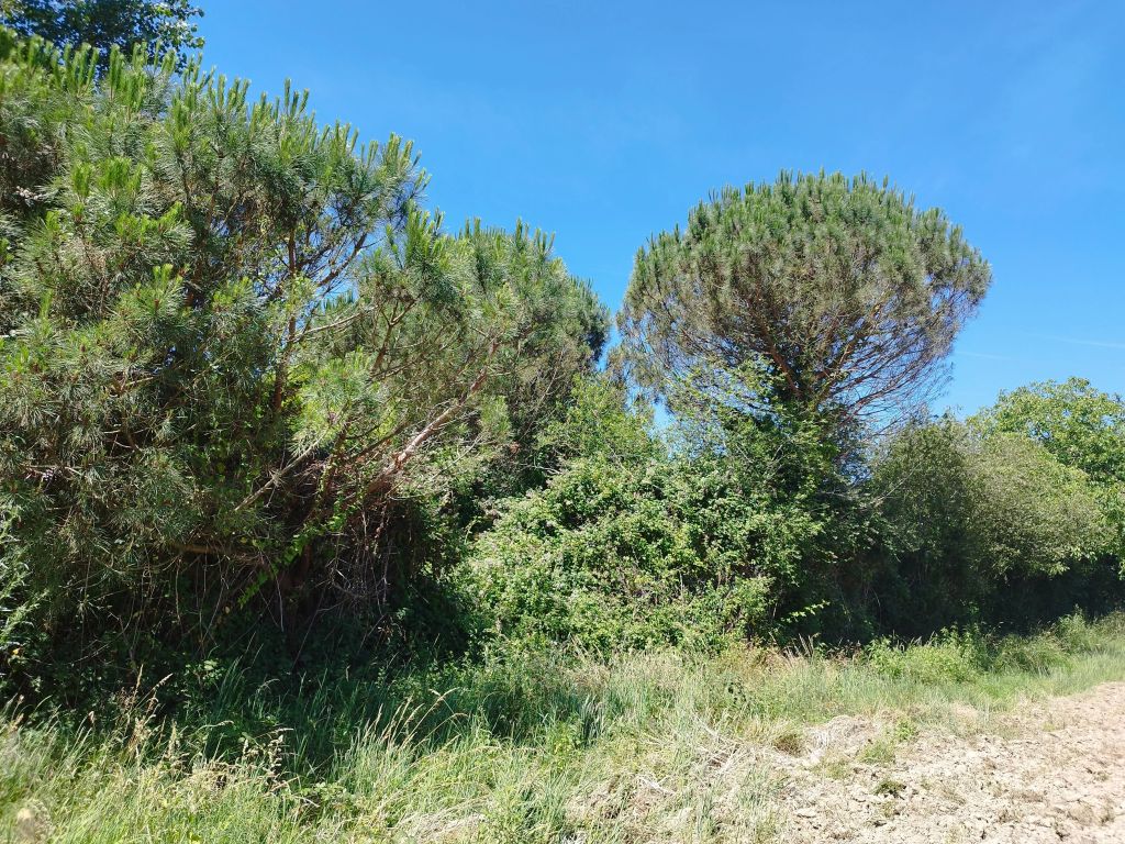 Terrain constructible 800 m²
